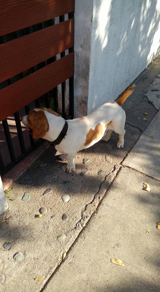 matiasgsalas's tweet photo. Hola! hay 2 perritos sueltos con collar en Teruel con Clorinda Henríquez, Comuna de La Reina, cerca de "La Nonna". #LaReina @LaReinaJuventud @SindCCLaReina @ComunaLaReina @MuniLaReina @enlareina @EmprendeLaReina https://t.co/URm0a31TAo