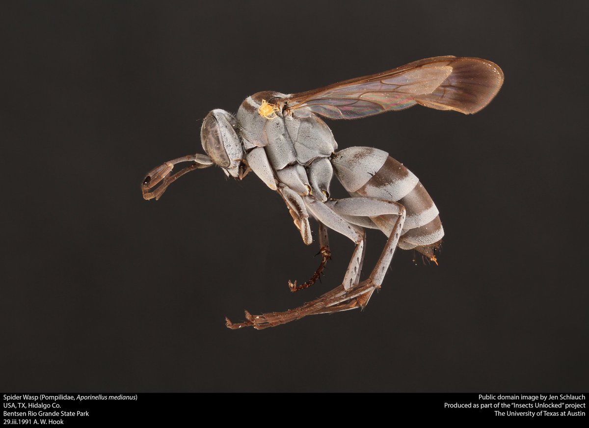 Portrait of a spider wasp, Aporinellus medianus. New public domain image by Jenny Schlauch!