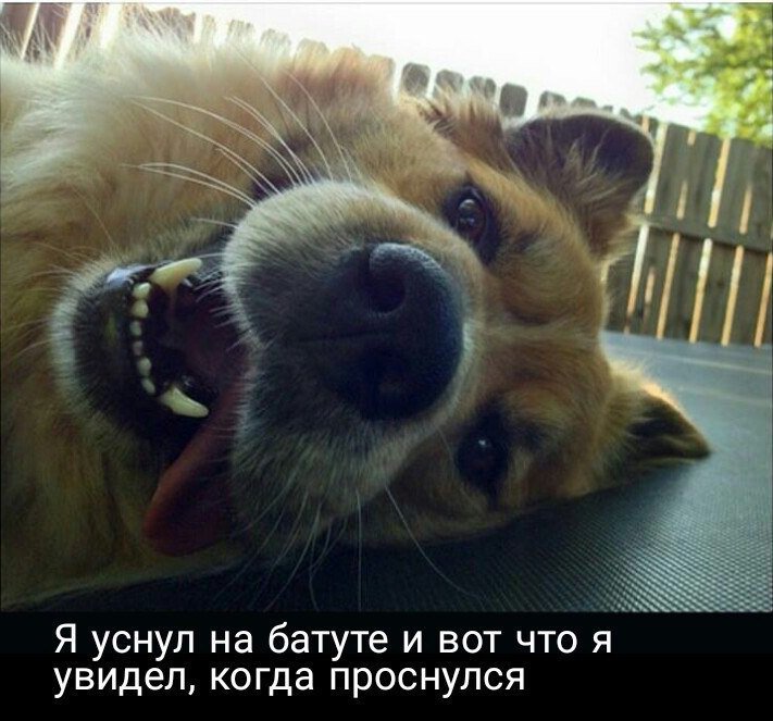 Мы не заслужили собак