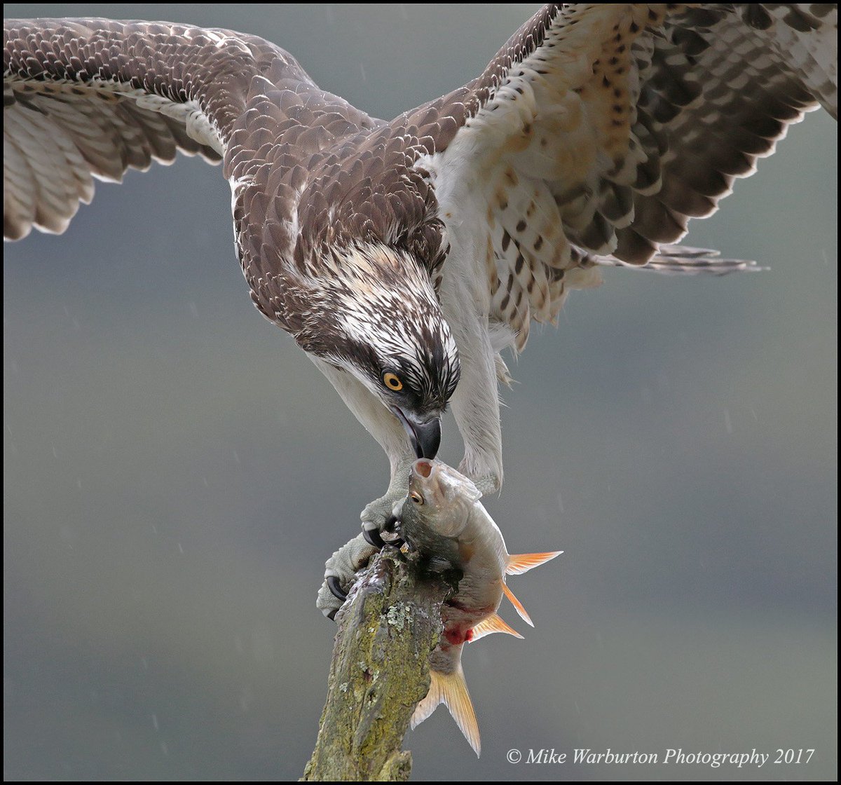 Juvenile Osprey feeding on a freshly caught Roach #Osprey #bird #birds #wildlifephotography #hawk #raptor #Wales #wildlife #nature #Canon #SIGMA #colour #migrant #70d @SigmaUK @CanonUKandIE