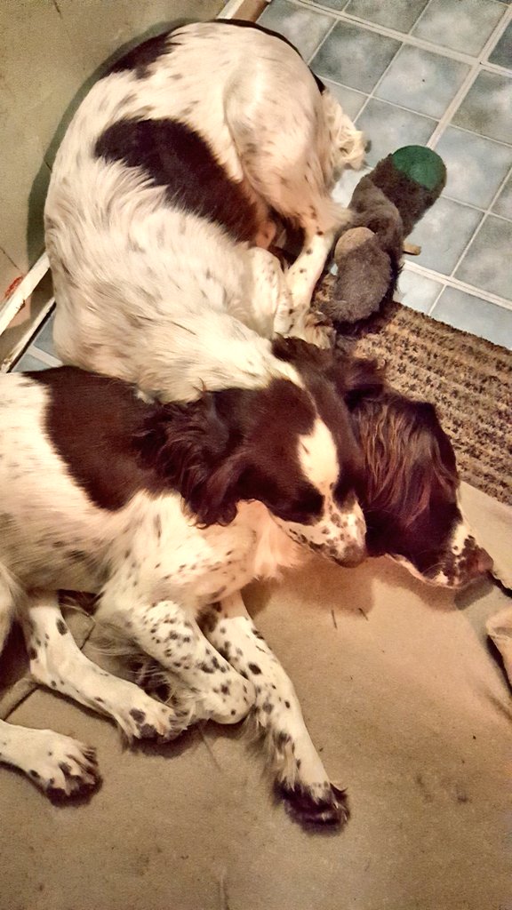 Ok #springer #spaniel people .. 
Which Spaniel body goes with which Spaniels head... Bet you will never get it right ....