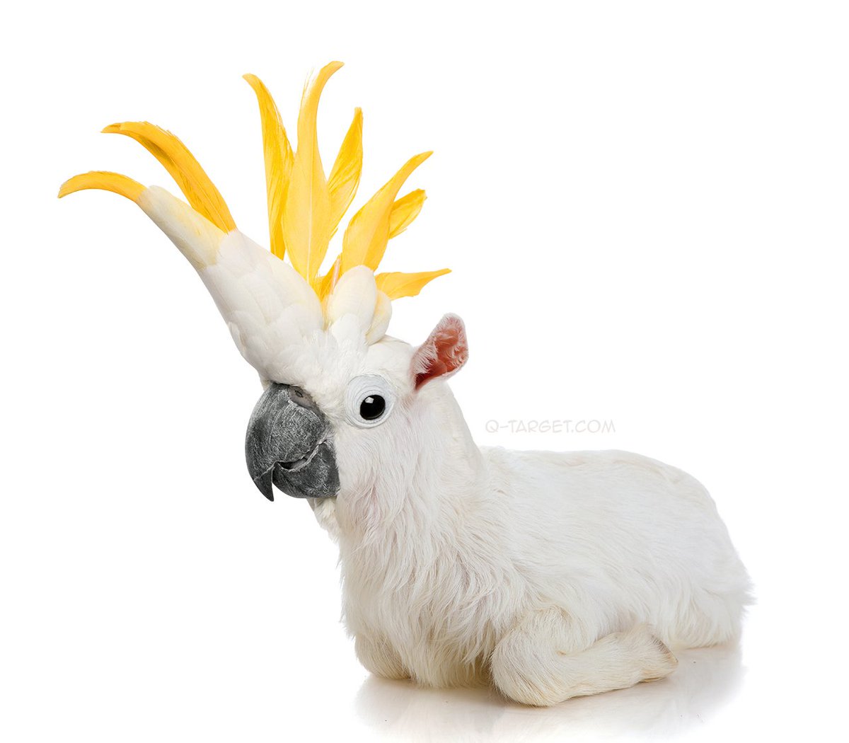 animangles's tweet photo. Cogoatoo #animangles https://t.co/2OmE2RLiLr