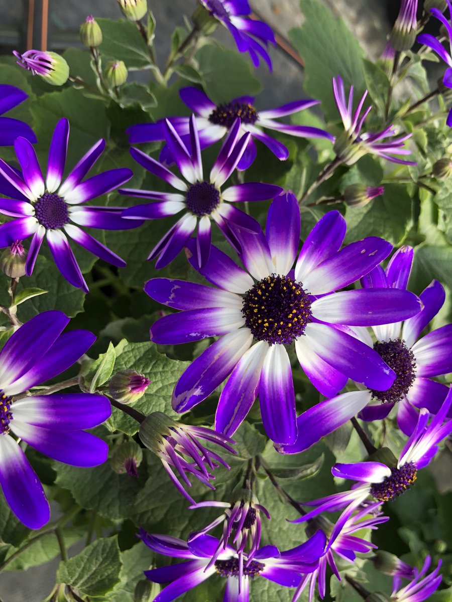 NancyRechcigl's tweet photo. Keep spring bedding crops healthy and disease-free with #Mural fungicide.  Apply as a spray (4-7oz) or drench (2-3oz) and protect plants from 50+ diseases.  https://t.co/ROAMykFvbT https://t.co/2Mtjz9JJHn