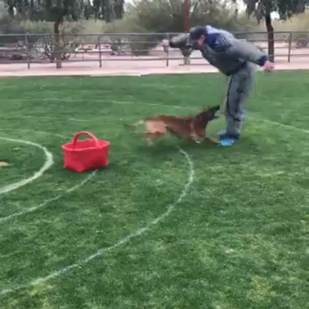 DemanetSuits's tweet photo. The basket exercise in French Ring is much more difficult than it looks 😂!! #bitesuit #workingdog #k9 #bitework #decoy #dogs #malinois #dogsofinstagram #training #workingdogsofinstagram #personalprotection #germanshepherd #dog #decoysofinstagram #dailybadass… #bitesuit https://t.co/ByNwC2FmIX