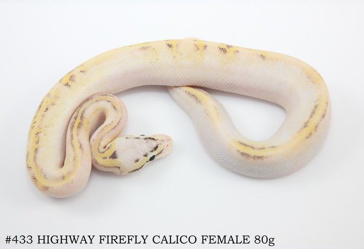 Calico Firefly Ball Python