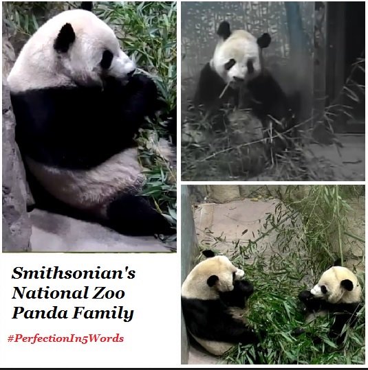 LoveGiantPandas's tweet photo. I made this last year because of a trending hashtag, #PerfectionIn5Words #PastTIANse #MEImories #PinkyPoofback #FlashBEIck @tiantianpanda97 @MommyMei98 @pinkypanda0823 @houseofcubs https://t.co/VrI4SjB5qK