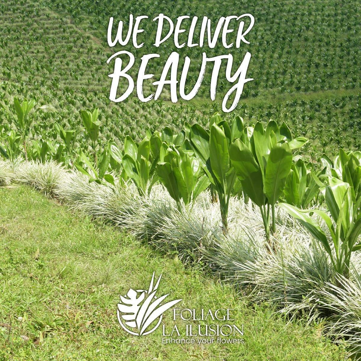 f_lailusion's tweet photo. We deliver beauty from the mountains.
https://t.co/f9jVypKbGF https://t.co/qPMFLkVZ89