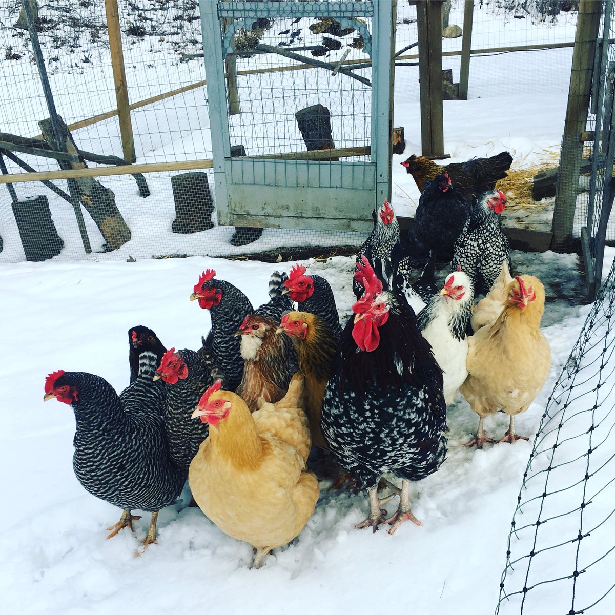 JKgoodthymefarm's tweet photo. Happy Monday from the @jkgoodthymefarm gang! 

#happychicks #chickensinthesnowsayhello #jkgoodthymefarm https://t.co/7hwvLVU3jl