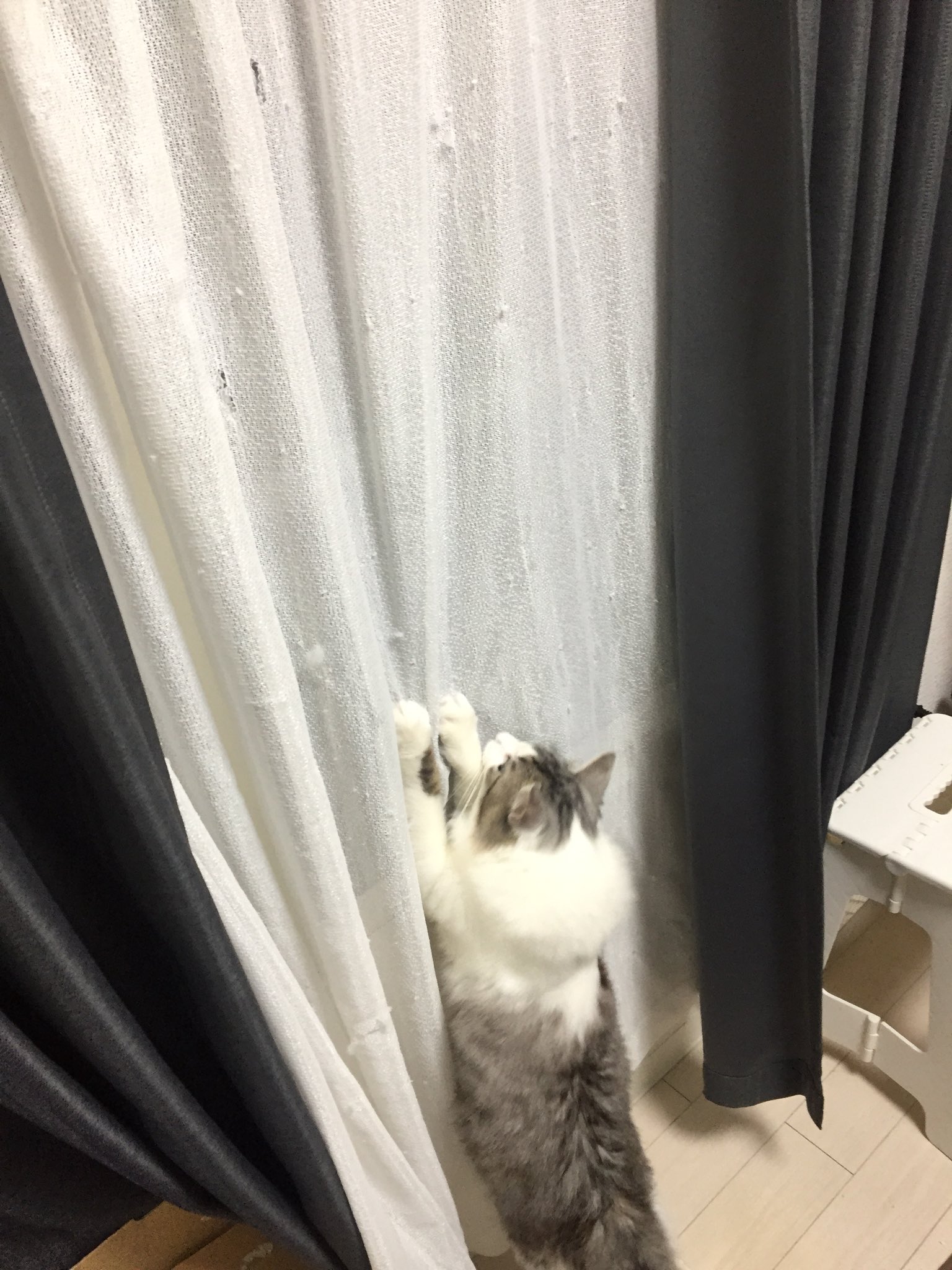 猫を吸うもの てつ カーテンボロボロにした犯人の写真を入手 T Co Zdp0bjzhup Twitter