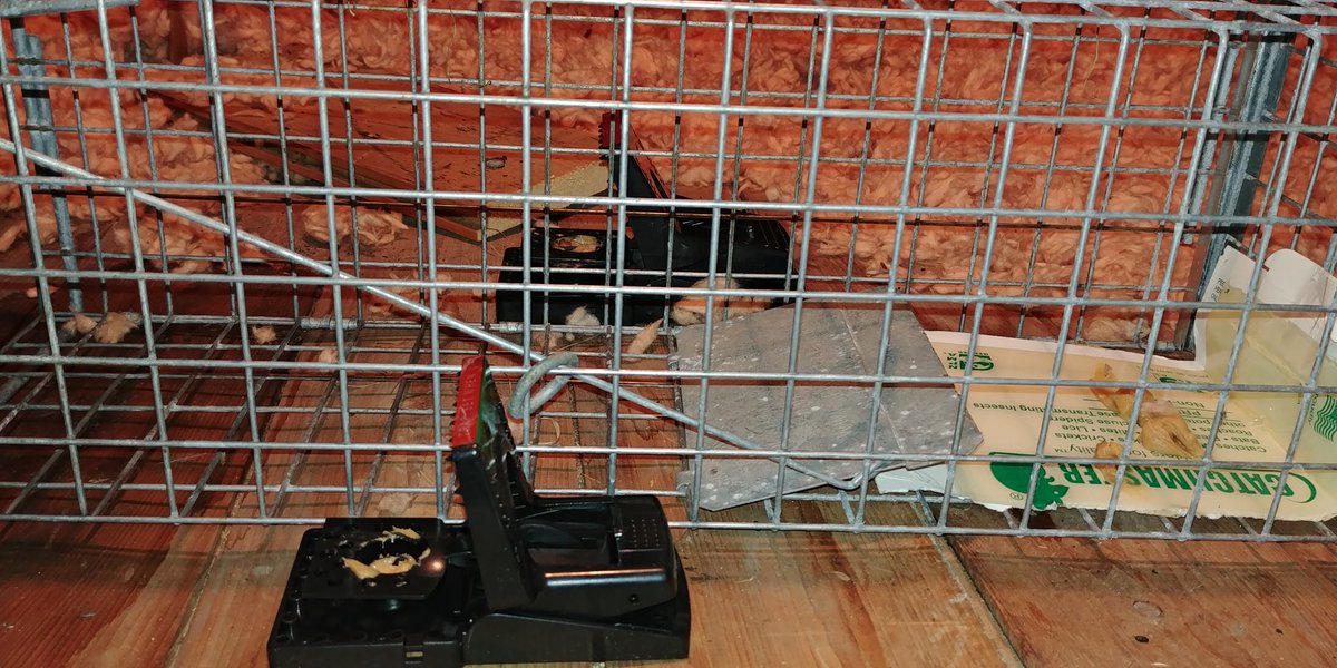 BExtermination's tweet image. "Souris, rats, on a trouvé la trace de deux rongeurs, avant de choisir la méthode de contrôle paracitaire, on veut savoir à quel des deux rongeurs on fait affaire, car si c'est des rats, on dois les piéger car les rats on dois pas les empoisonner."