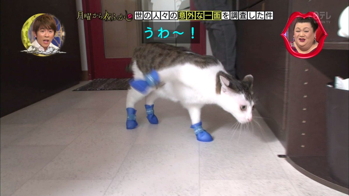 ネコは長靴が苦手 ネコに靴を履かせたら超迷惑そうな歩き方に 月曜から夜ふかし Togetter