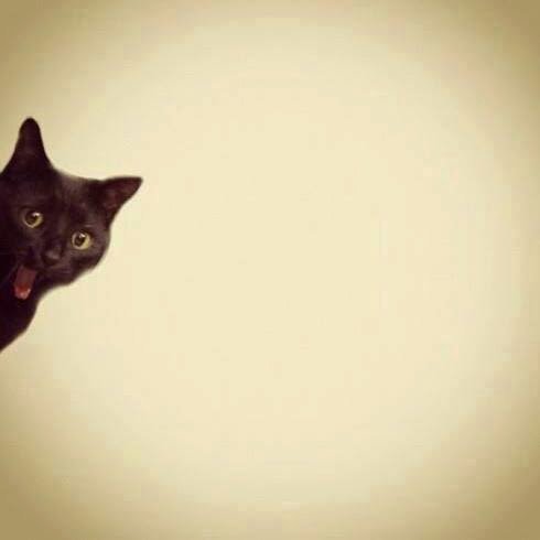 anama102's tweet photo. Another week...
#FelizLunes #StupidKitty https://t.co/ozR6kFbpKc