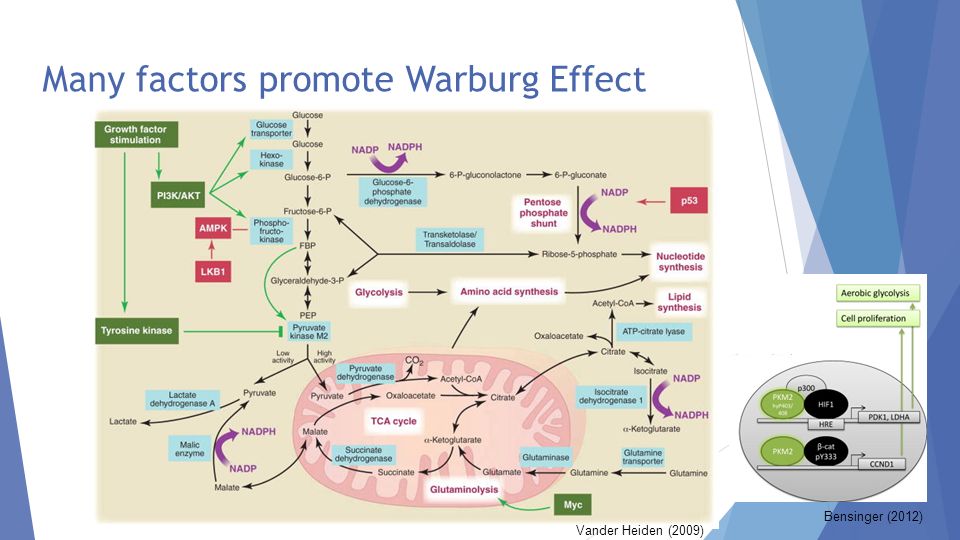 CCTreatment's tweet photo. Altered metabolism is one of the hallmarks of cancer #cells. The best-known #metabolic abnormality in cancer cells is the #Warburg effect, which demonstrates an increased #glycolysis even in the presence of oxygen: https://t.co/quVceS6M1E #CCTreatment #cellular #biology https://t.co/Pj4jBQXdAE