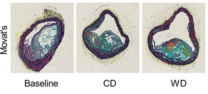 Circulation Research tweet media