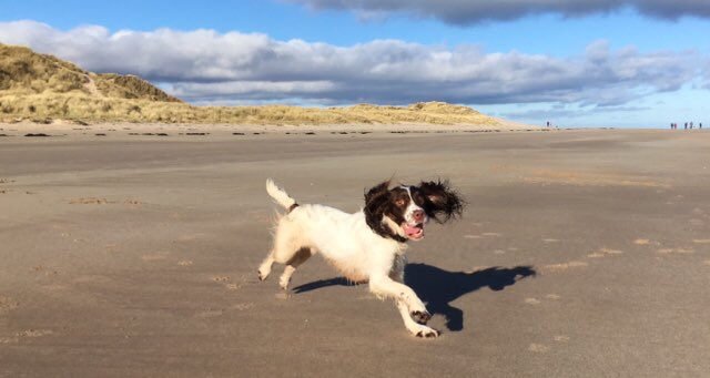 swedencareuk's tweet photo. Fergus giving us his best smile 💕🐾 #fergus #springerspaniel #officedog #northumberland #northeast #beach #smile #plaqueoff #animalsupplement #pearlywhites #winterwalks #dog #dogsofinstagram #actionshot https://t.co/afXwhRk4GK