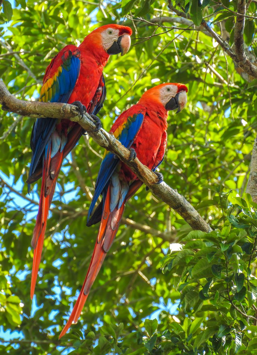 nickbutterrun's tweet image. #facttime The National #Bird of #Honduras is the Scarlet Macaw 🤞I'll see one! #adventure #travel