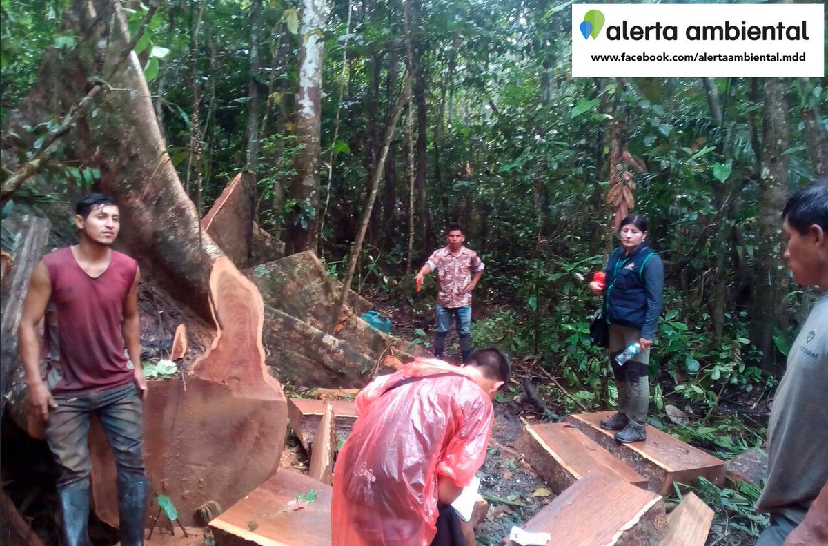 AmbientalAlerta's tweet photo. #MadreDeDios Realizan #TalaIlegal de 130 m3 de shihuahuaco y deforestan 15 hectáreas dentro de la concesión para ecoturismo "Tres Chimbadas" de la #ComunidadNativa Infierno ► https://t.co/XwKXiWv4ef #PactoMadreDeDios https://t.co/W893609eb4