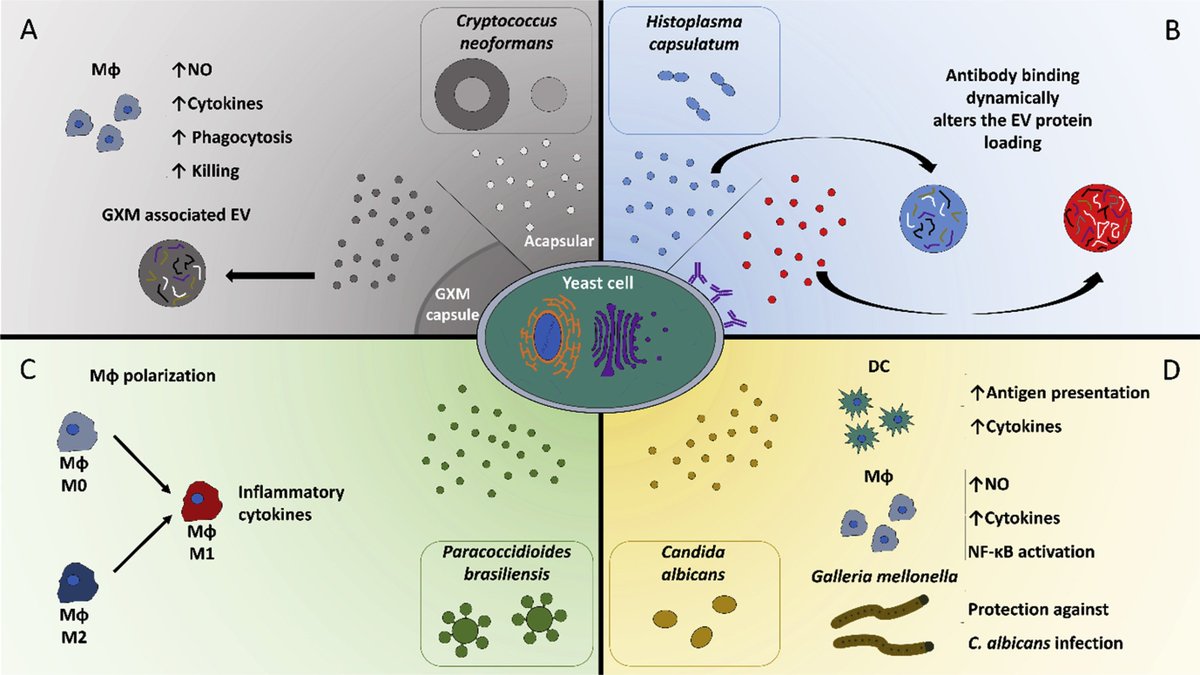 MicrobesInfect's tweet image. Fungal extracellular vesicles: modulating host-pathogen interactions by both the fungus and the host 

sciencedirect.com/science/articl… #Cryptococcus #Histoplasma #Paracoccidioides #Candida