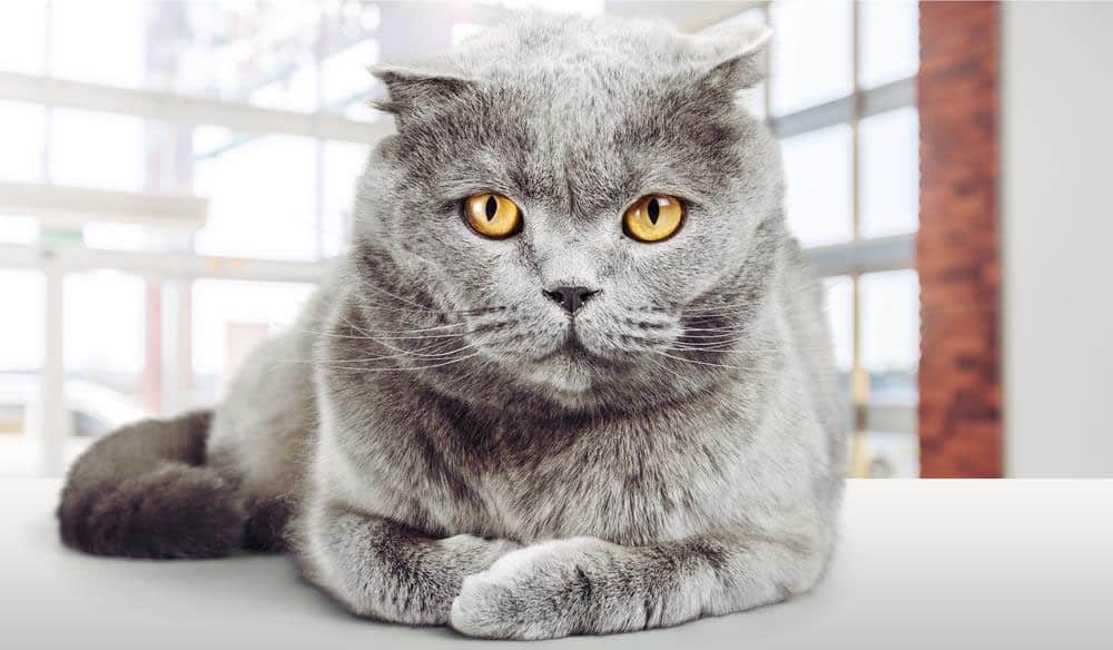 دليل عيادات بيطرية tweet media