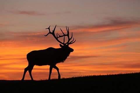OutdoorNews's tweet image. Class teaches bugling vocabulary to kids, future elk hunters. @RMEF @USFWS #bugling #elk outdoornews.com/2018/02/19/cla…