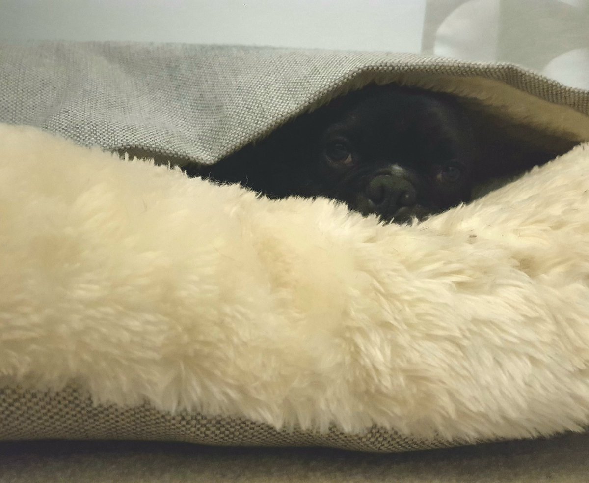 WendySteatham's tweet photo. Tank the rescue #frenchie  loves his @charleychau #snugglebed! https://t.co/aniamzjcRv