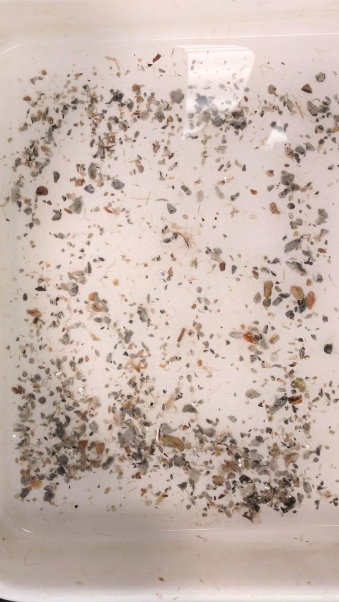 ByersEcologyLab's tweet photo. Can you spot the snails in this photo? 🐌 It takes a trained eye to find these tiny Boonea snails. These parasitic snails prey on oysters and can be found all over the Atlantic coast! #boonea #snails #ectoparasite #ecology #oysterreef https://t.co/HrmXCoMaaQ
