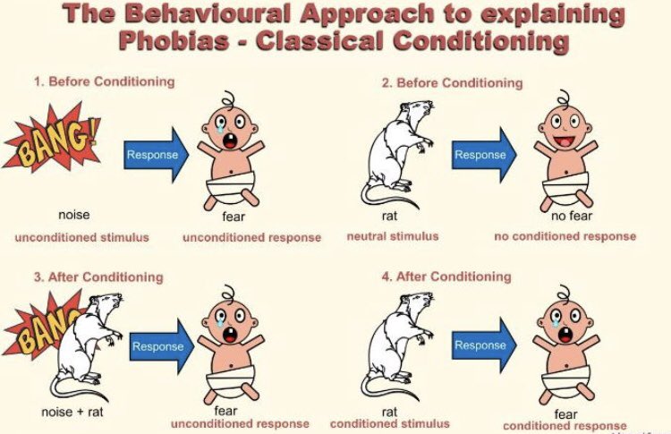 ALevelPsy's tweet image. Psychopathology: The behavioural approach to explaining phobias, classical conditioning, and Little Albert. #Psychology #AQAPsychology #ClassicalConditioning