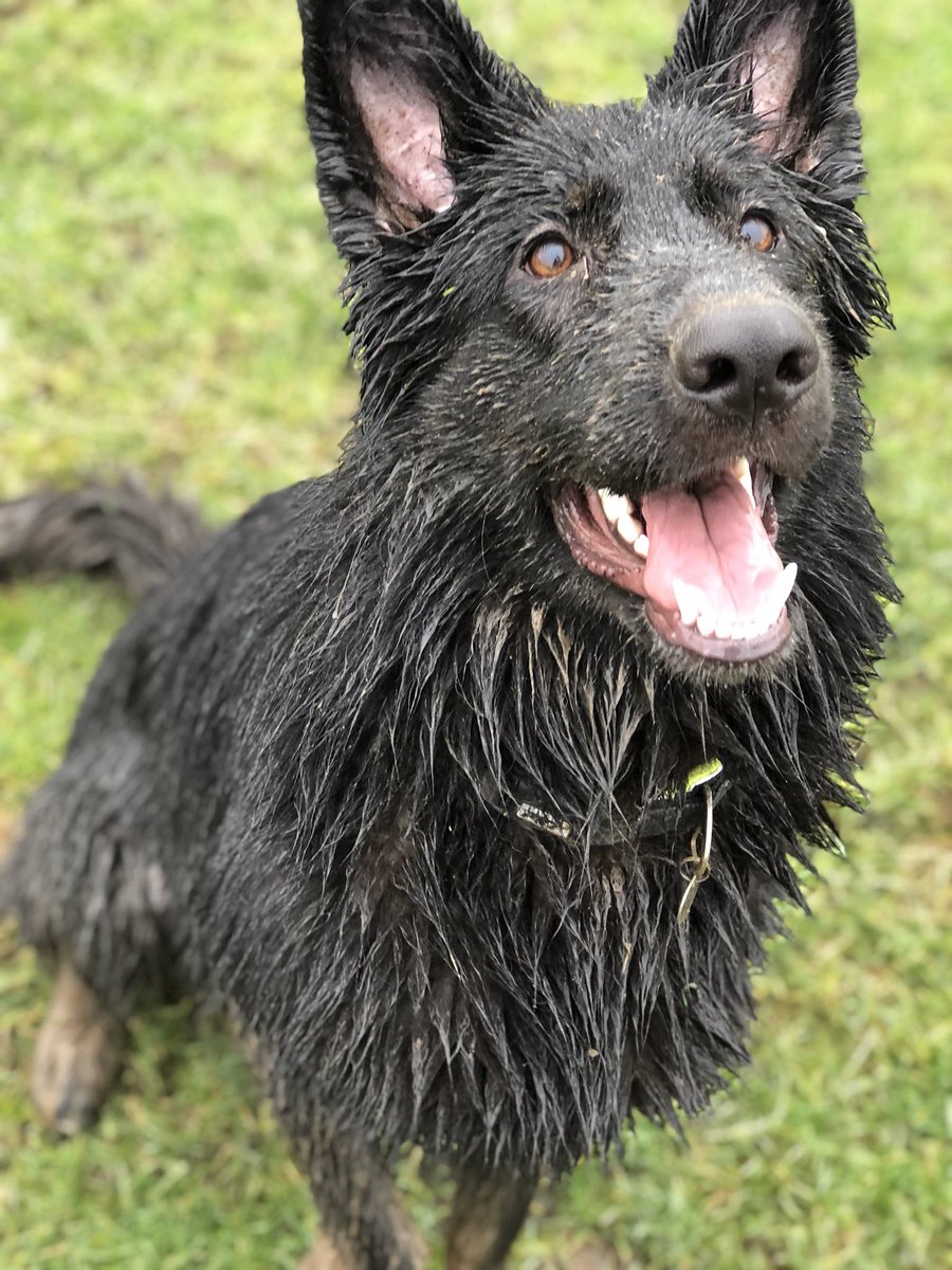CentralBarkNE's tweet photo. Proper #muddy #doggydaycare #dogdaycare #dogplay #dogfun #morpeth https://t.co/NXy1vKxenk