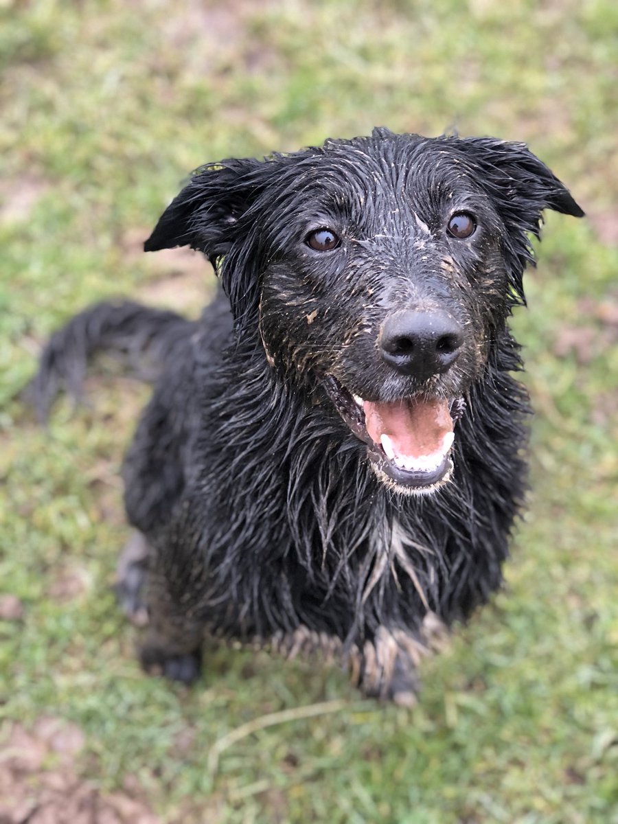 CentralBarkNE's tweet photo. Proper #muddy #doggydaycare #dogdaycare #dogplay #dogfun #morpeth https://t.co/NXy1vKxenk