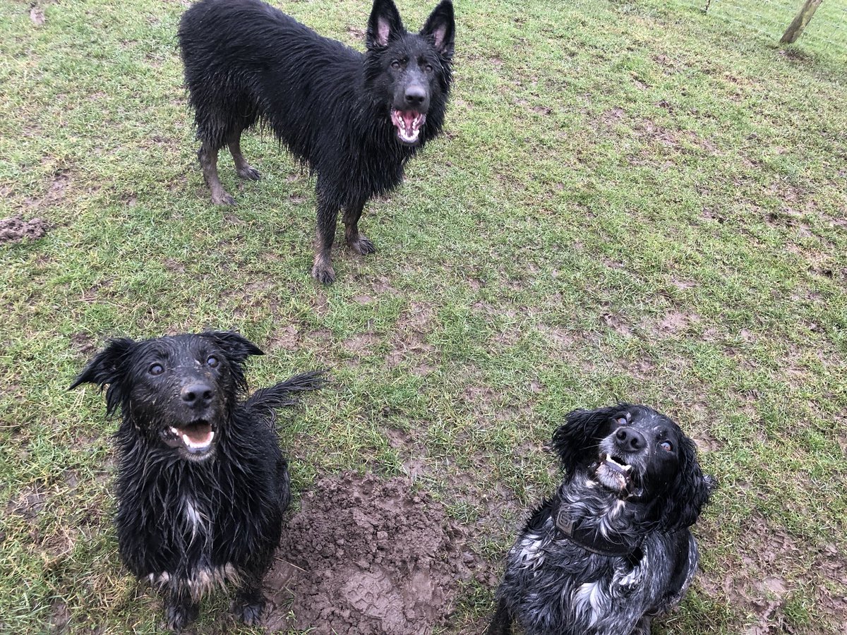 CentralBarkNE's tweet photo. Proper #muddy #doggydaycare #dogdaycare #dogplay #dogfun #morpeth https://t.co/NXy1vKxenk