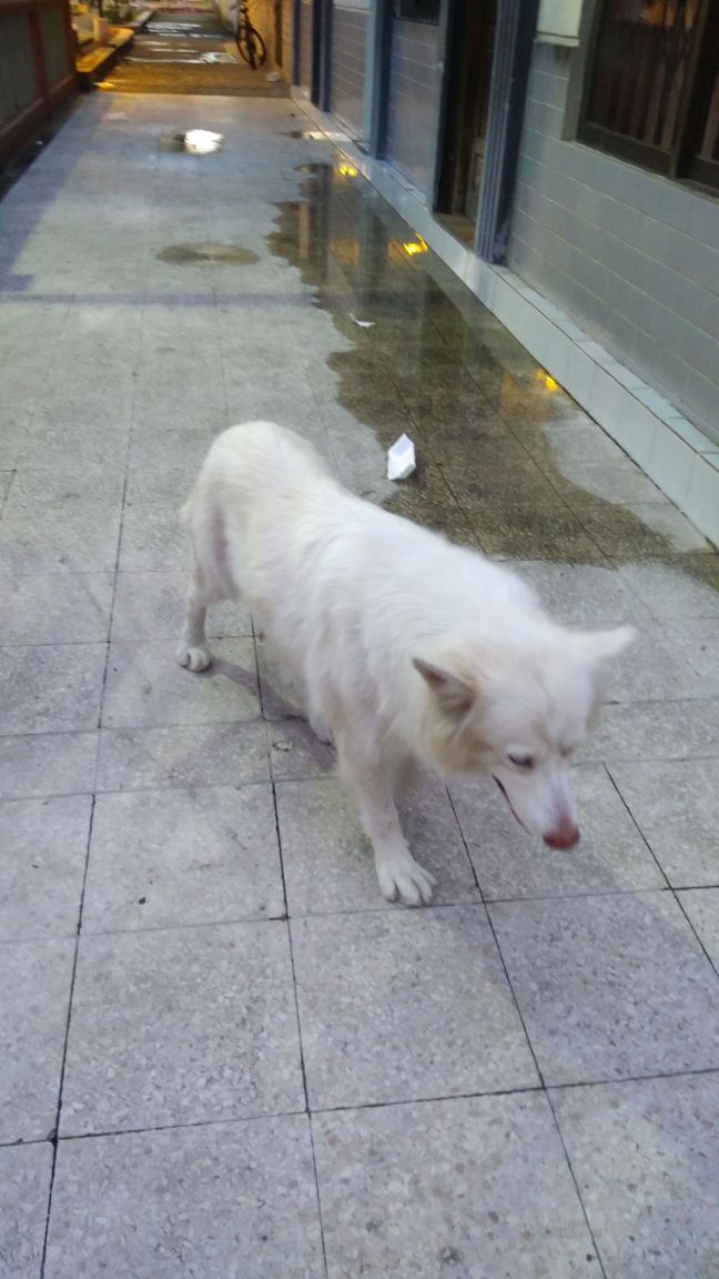 AndreSimball's tweet photo. RT @RescateAnimalEC @yoamoanimales @PAEecuador POR FAVOR LA QUIEREN BOTAR A LA CALLE RAZA SAMOYEDO ES HEMBRITA ciudad guayaquil se necesita hogar https://t.co/5bf569Jvom