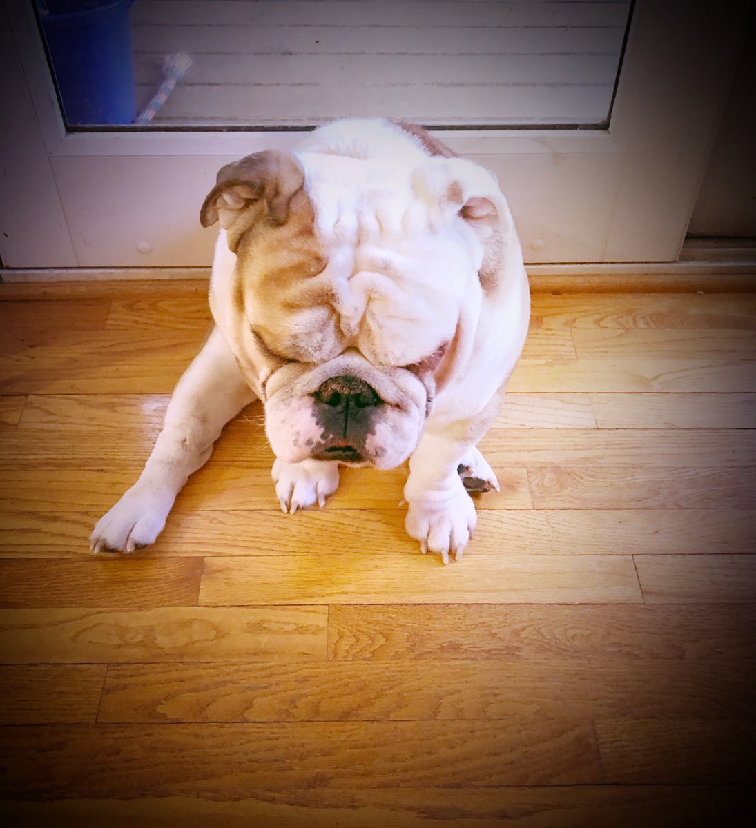 sarahje728's tweet photo. When his dad goes on a ✈️ #Boo is not a #happy guy 😔 #Bulldogs #dogsoftwitter #doglove #momofdogs #dogslife #BulldogFamily #Ellenratemydog https://t.co/HoLcIteF4r