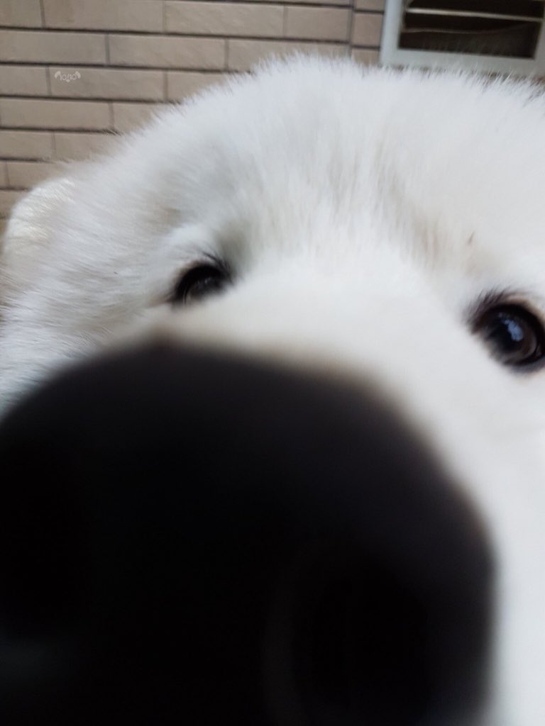 dog_rates's tweet photo. Please only send dogs. We have already stated we don’t rate polar bears. No matter how magical their selfies. Thank you... 13/10 https://t.co/5mhJVHMx5O