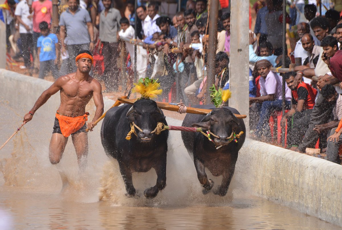 virendersehwag's tweet photo. All Clear Signal for Kambala is great news.Rural sport needs to be preserved.Great that #Kambala bill got President's approval, making Kambala a legal rural sport in Karnataka.Greater that it escaped hypocritical organization's attempt to block avenues which rejuvenate the youth https://t.co/tPSsxdSONW