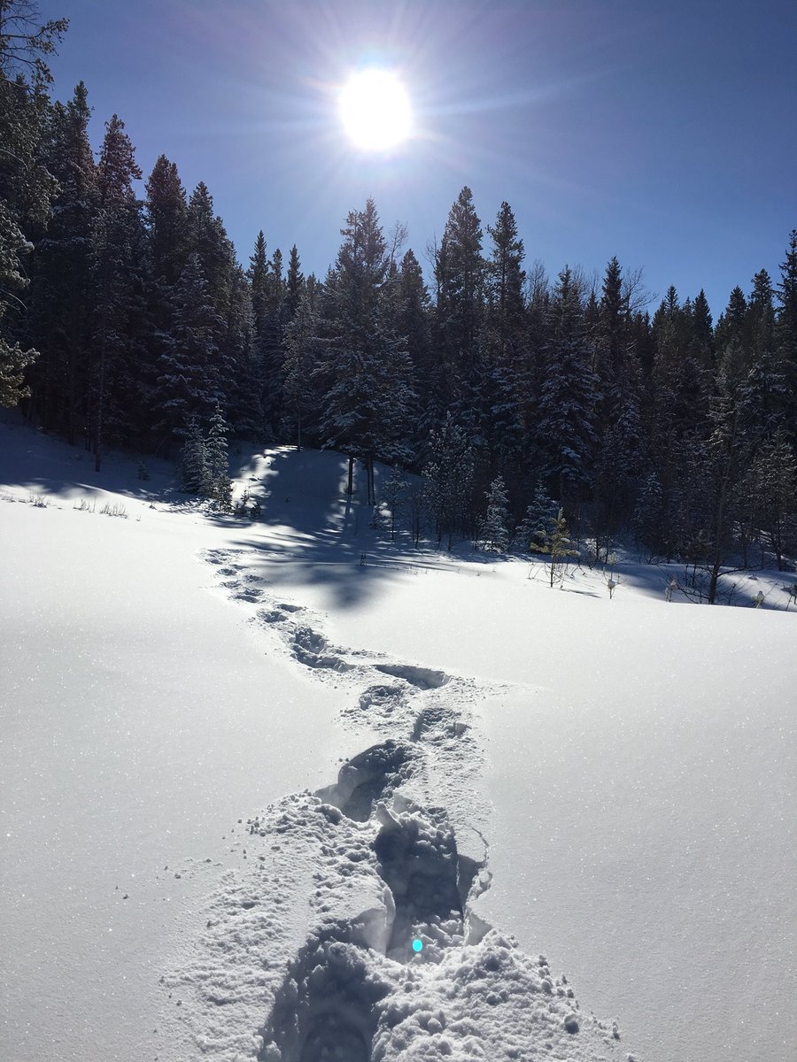 ExploreThePass's tweet photo. Embrace winter and visit Crowsnest Pass to ski, snowshoe, sled, explore and enjoy the snow however you like best! #explorethepass #exploreppk #findyourselfinthepass #getoutsideandplay #explorealberta @SouthwestAB @COREHike @LethSportSocial https://t.co/1OVROZQYnS