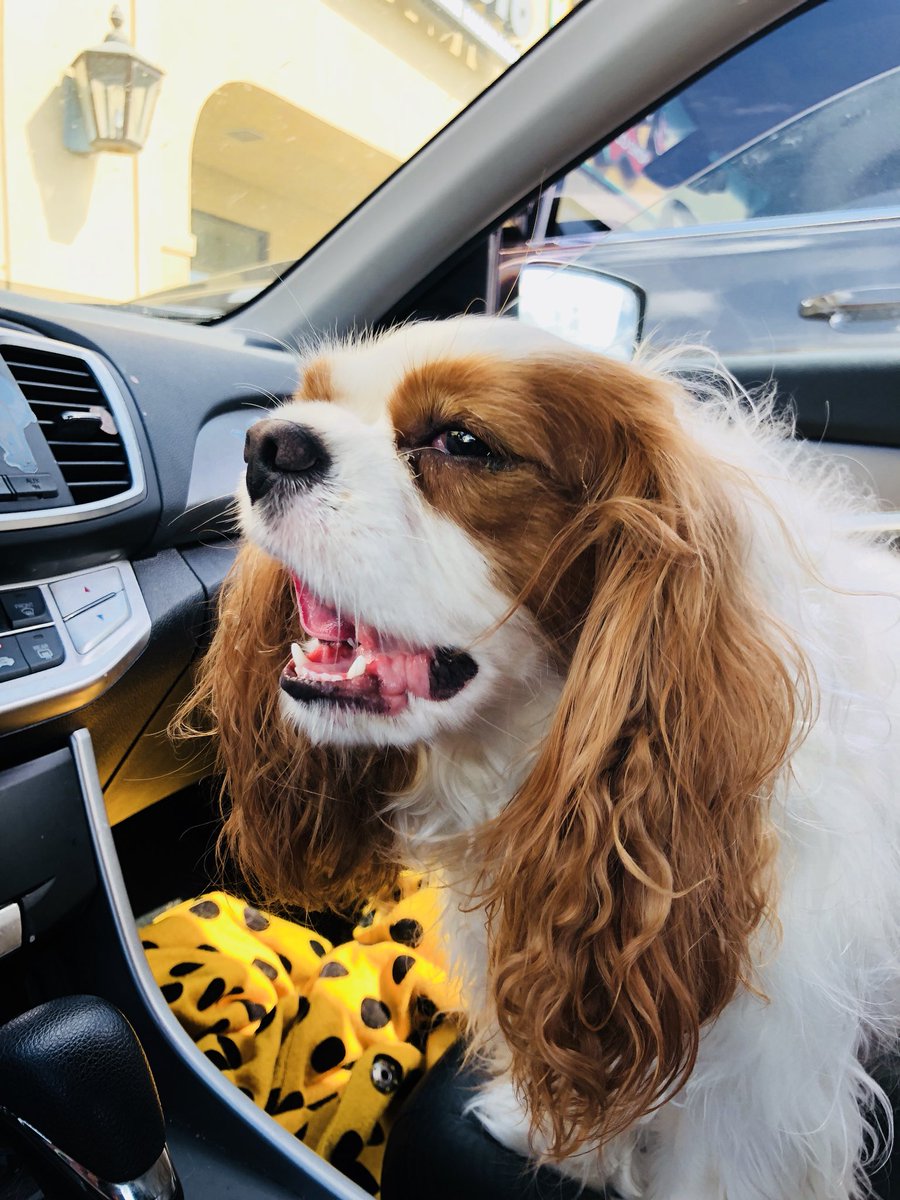 murbysell's tweet image. reunited and it feels so good #missedyou #dogmomprobs