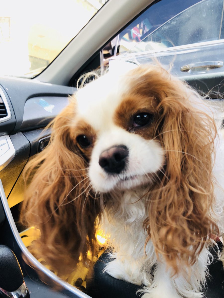 murbysell's tweet image. reunited and it feels so good #missedyou #dogmomprobs