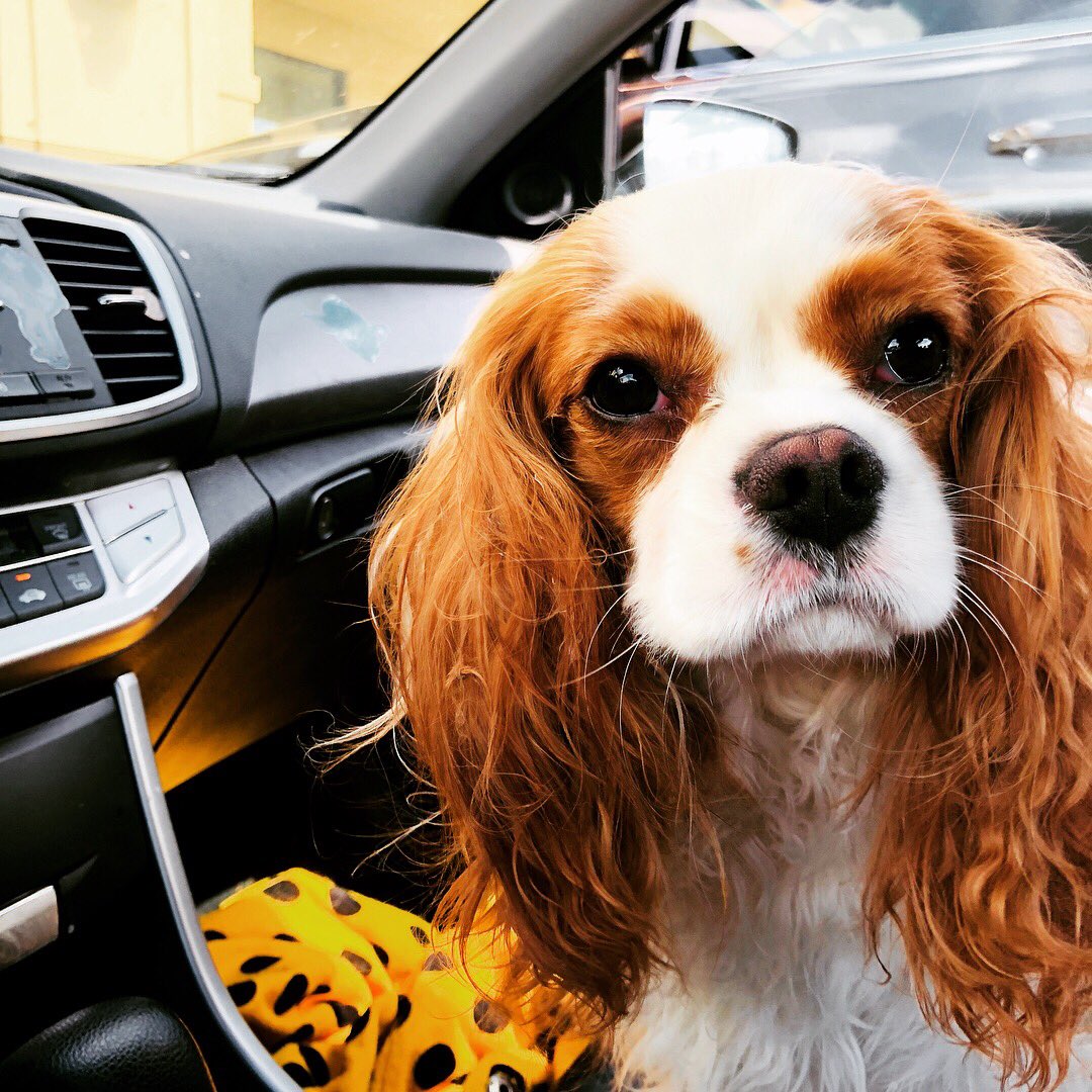 murbysell's tweet image. reunited and it feels so good #missedyou #dogmomprobs