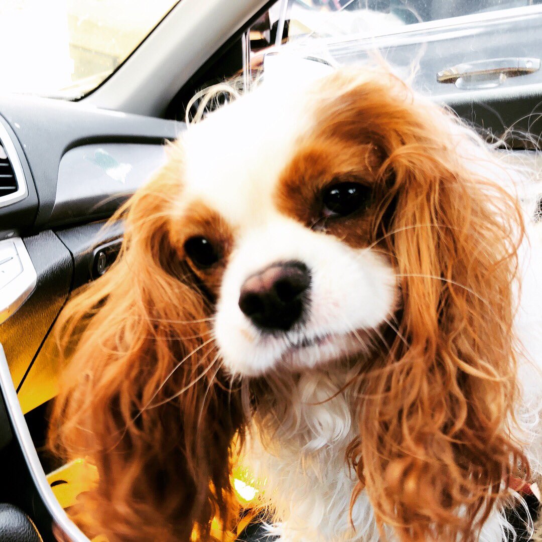 murbysell's tweet image. reunited and it feels so good #missedyou #dogmomprobs