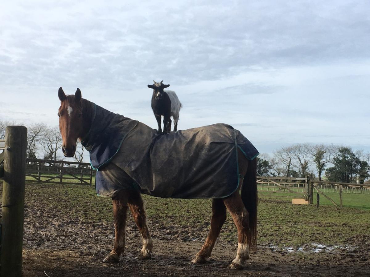 [English Lunch] "My goat is riding a horse" ➡️ true or false ? Good one <a href="/BowmanMorgane/">Morgane Quentric Bowman</a> 👏 and thanks to you and <a href="/julgamb/">juliegambrelle</a> for the moment ❣️