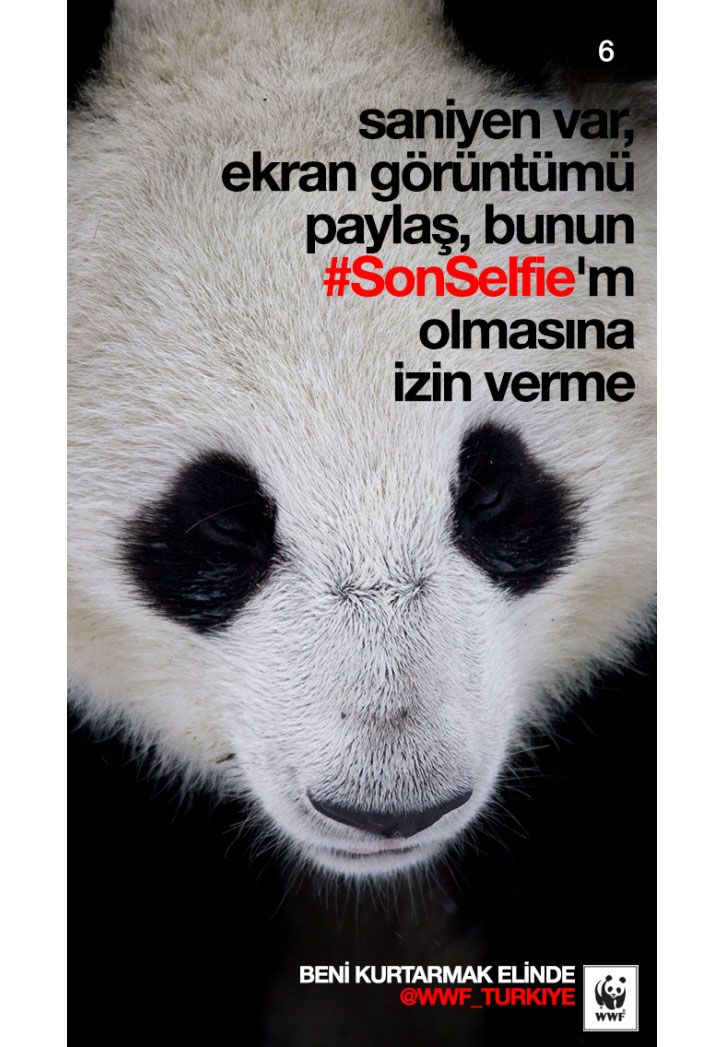 Pazarlamasyon's tweet photo. WWF'in 2014'te “Bunun onu göreceğin #SonSelfie olmasına izin verme!” sloganı ile başlattığı Snapchat kampanyasını hatırlatmak istedik. https://t.co/ZVDRPvautn