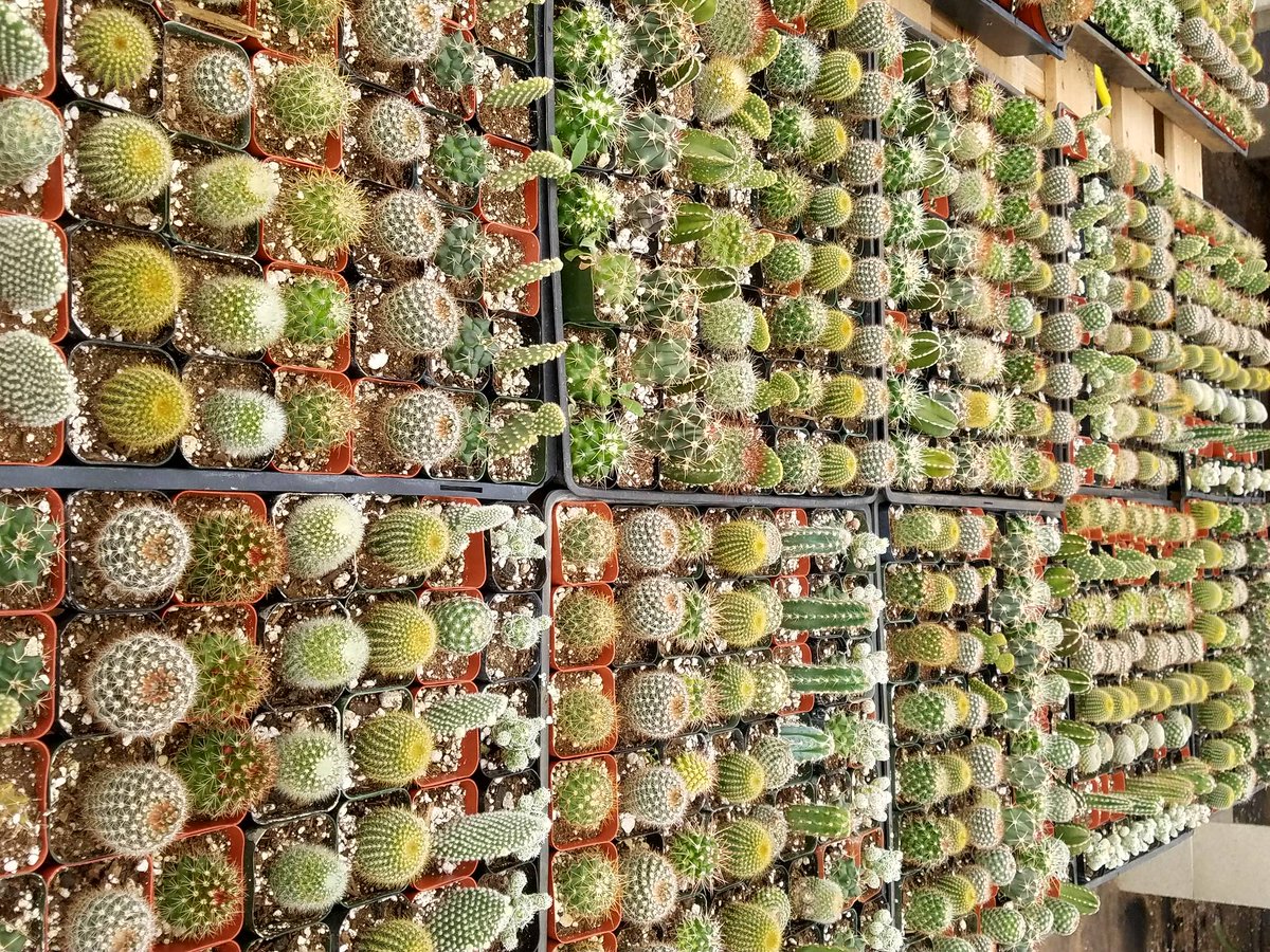ShopSucculents's tweet photo. https://t.co/O4sYOykR77 
#cacti #gardening #diy #happyplanting https://t.co/j4q39uSrBi