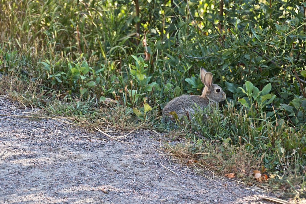 COHighLineCanal's tweet image. An adorable skittish rabbit nibbling on lush greenery on the #highlinecanal

Photo credit: Jamie Mandell
#mammalmonday #insearchofspring #71miles