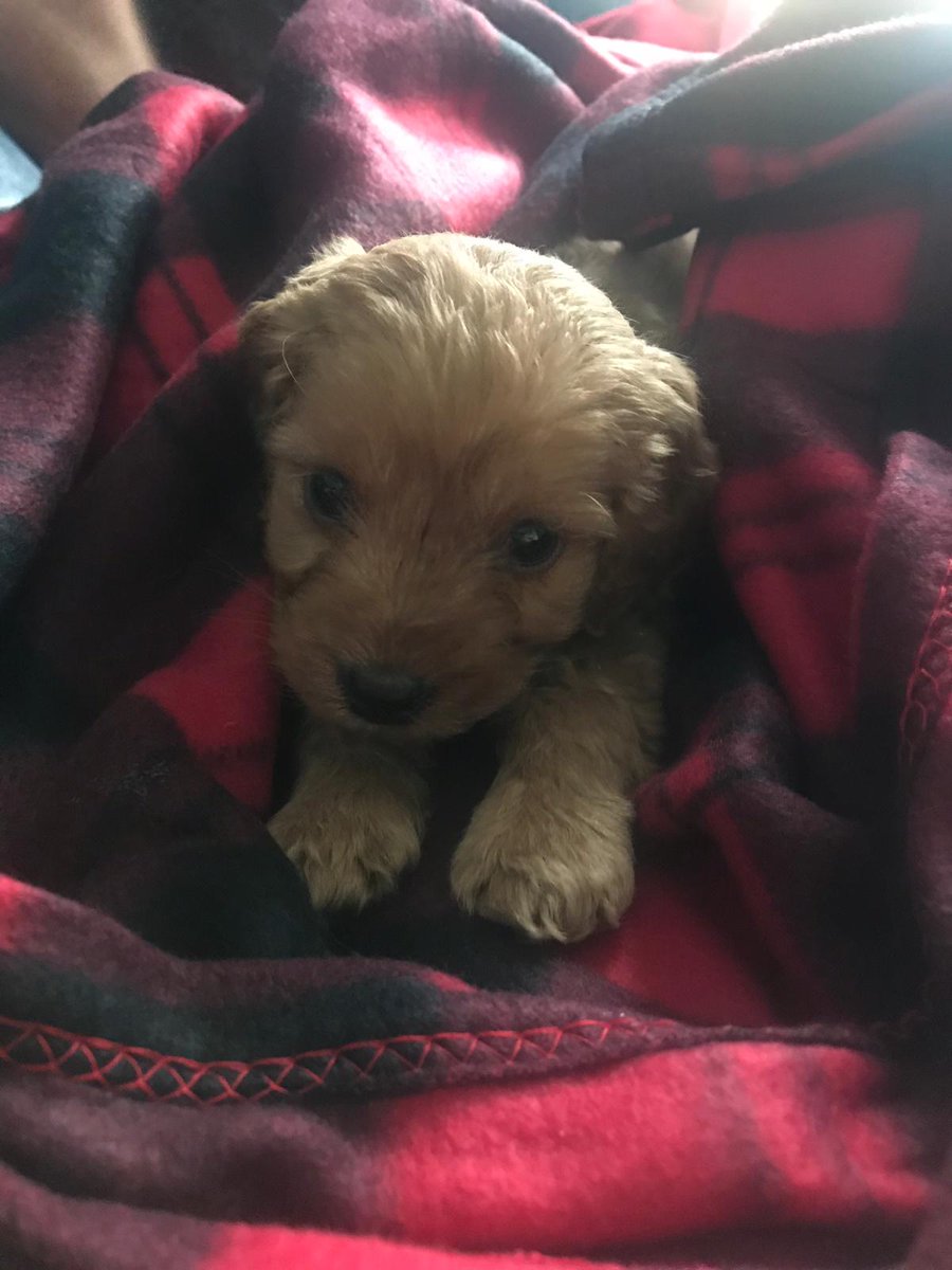 MikeBarno's tweet photo. New addition to the Family 🐶🐶 https://t.co/DTU5d0pzoE