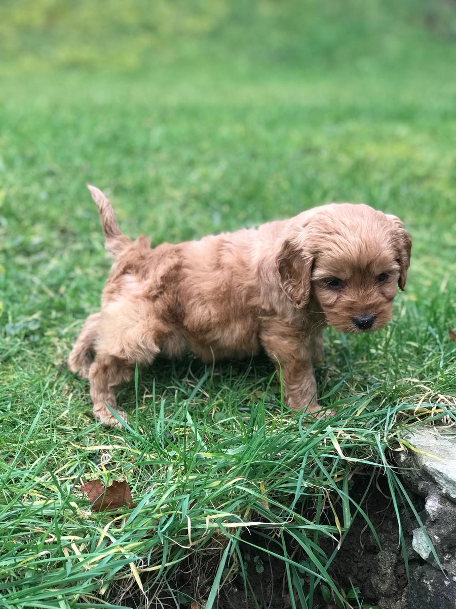 MikeBarno's tweet photo. New addition to the Family 🐶🐶 https://t.co/DTU5d0pzoE