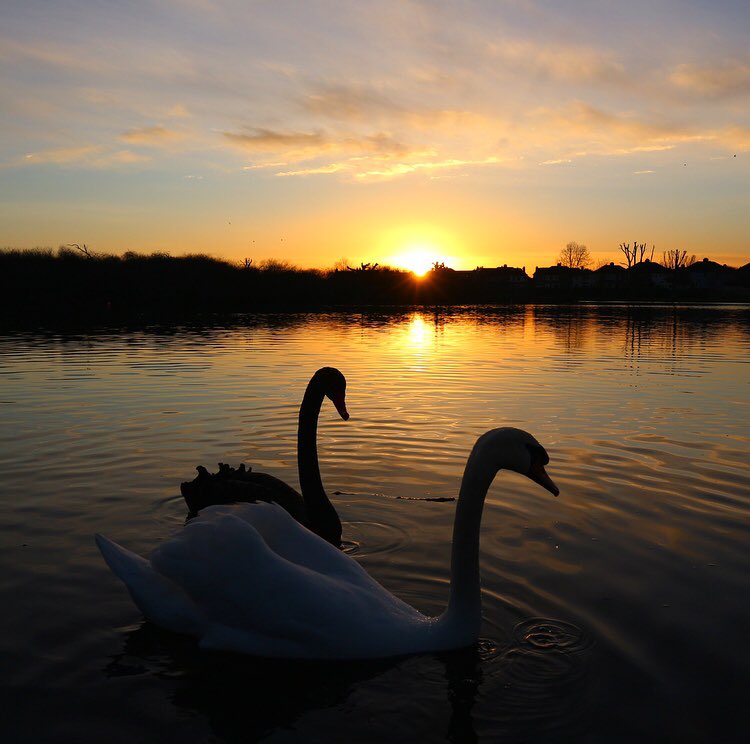 hellocork_'s tweet image. Sunsets at the Lough are one of my favorite things ✨ #hellocork_ #cork #corkcity #thelough