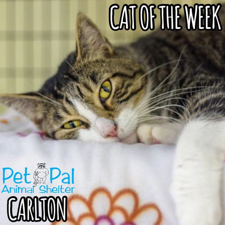 PetPalStPete's tweet image. Carlton is quite the sophisticated gentleman in our cat room. He mostly keeps to himself, but really enjoys when someone notices that he doesn’t ask for much and gives him a lot of attention. Carlton is four years old.  #CatsOfTheWeek #Adopt