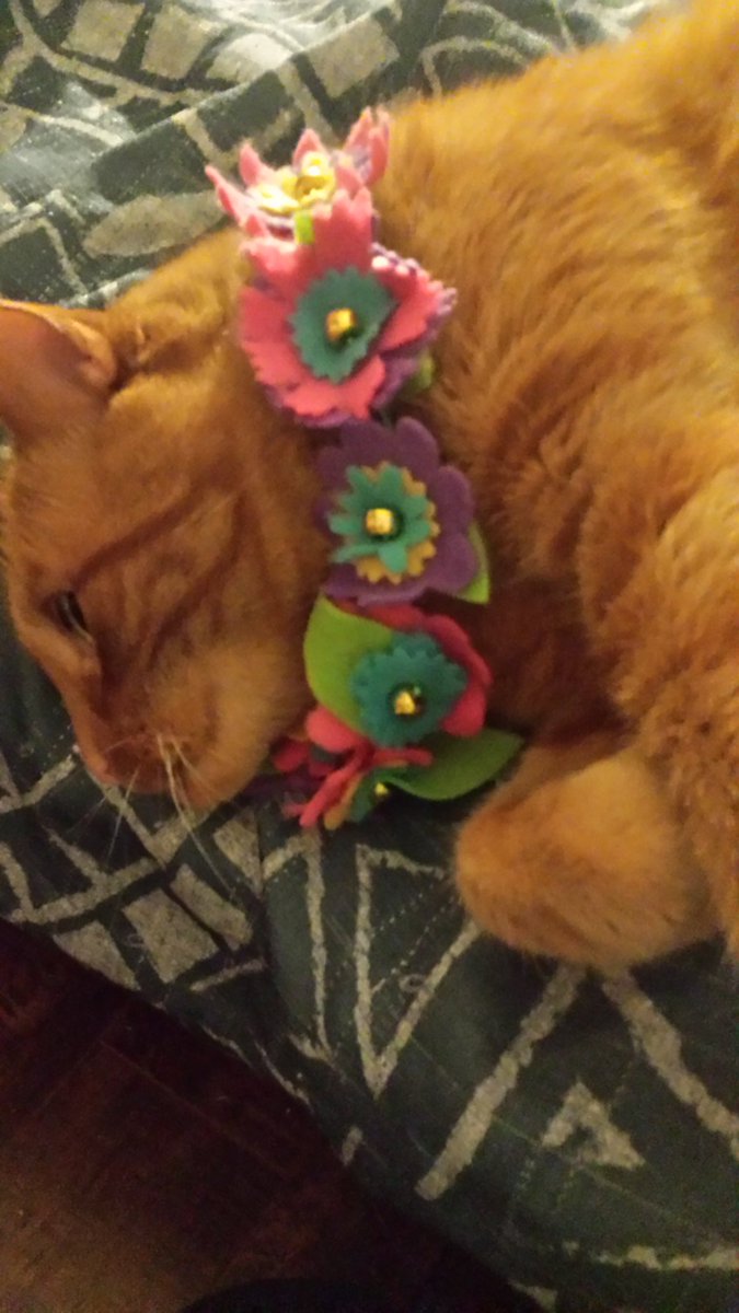TotesTempestTV's tweet photo. I made Cheddar a necklace and he wore it for a long time! https://t.co/wVF3EjO6dr