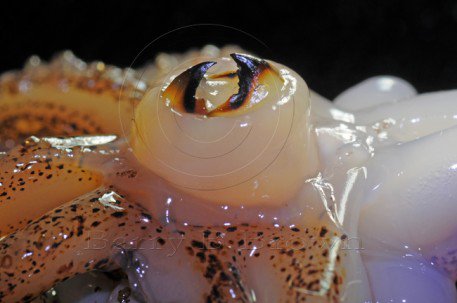 CSIRO on X: #4oclockfact Cephalopods (squid, octopus or nautilus) all have  beaks which are used to chop and slice up prey. ^RV   / X