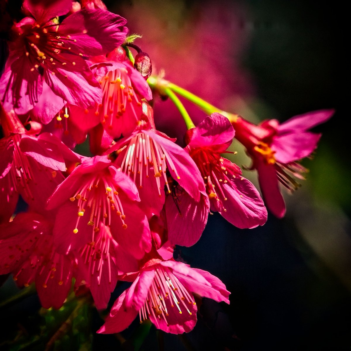 colimer's tweet image. The Taiwan Cherries are here. @DescansoGardens #descansogardens